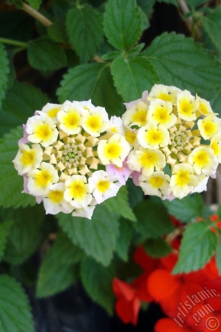 A mobile wallpaper and MMS picture for Apple iPhone 7s, 6s, 5s, 4s, Plus, iPods, iPads, New iPads, Samsung Galaxy S Series and Notes, Sony Ericsson Xperia, LG Mobile Phones, Tablets and Devices: Lantana camara -bush lantana- flower.
