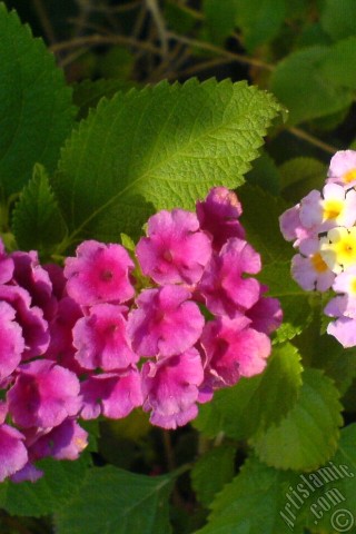 A mobile wallpaper and MMS picture for Apple iPhone 7s, 6s, 5s, 4s, Plus, iPods, iPads, New iPads, Samsung Galaxy S Series and Notes, Sony Ericsson Xperia, LG Mobile Phones, Tablets and Devices: Lantana camara -bush lantana- flower.
