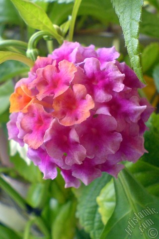 A mobile wallpaper and MMS picture for Apple iPhone 7s, 6s, 5s, 4s, Plus, iPods, iPads, New iPads, Samsung Galaxy S Series and Notes, Sony Ericsson Xperia, LG Mobile Phones, Tablets and Devices: Lantana camara -bush lantana- flower.
