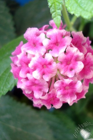 A mobile wallpaper and MMS picture for Apple iPhone 7s, 6s, 5s, 4s, Plus, iPods, iPads, New iPads, Samsung Galaxy S Series and Notes, Sony Ericsson Xperia, LG Mobile Phones, Tablets and Devices: Lantana camara -bush lantana- flower.
