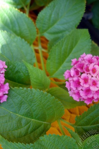 A mobile wallpaper and MMS picture for Apple iPhone 7s, 6s, 5s, 4s, Plus, iPods, iPads, New iPads, Samsung Galaxy S Series and Notes, Sony Ericsson Xperia, LG Mobile Phones, Tablets and Devices: Lantana camara -bush lantana- flower.
