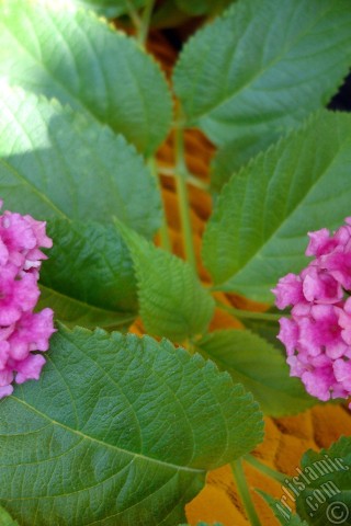 A mobile wallpaper and MMS picture for Apple iPhone 7s, 6s, 5s, 4s, Plus, iPods, iPads, New iPads, Samsung Galaxy S Series and Notes, Sony Ericsson Xperia, LG Mobile Phones, Tablets and Devices: Lantana camara -bush lantana- flower.
