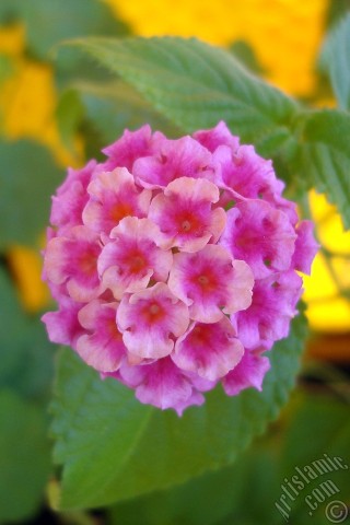 A mobile wallpaper and MMS picture for Apple iPhone 7s, 6s, 5s, 4s, Plus, iPods, iPads, New iPads, Samsung Galaxy S Series and Notes, Sony Ericsson Xperia, LG Mobile Phones, Tablets and Devices: Lantana camara -bush lantana- flower.

