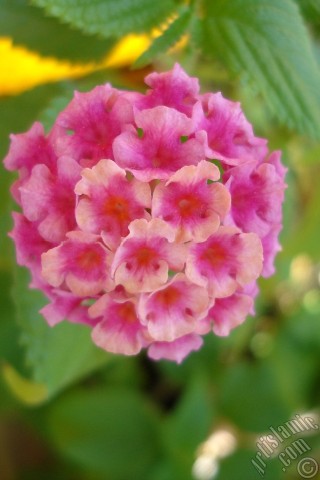 A mobile wallpaper and MMS picture for Apple iPhone 7s, 6s, 5s, 4s, Plus, iPods, iPads, New iPads, Samsung Galaxy S Series and Notes, Sony Ericsson Xperia, LG Mobile Phones, Tablets and Devices: Lantana camara -bush lantana- flower.
