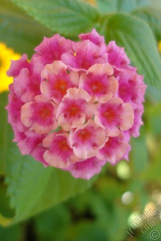 A mobile wallpaper and MMS picture for Apple iPhone 7s, 6s, 5s, 4s, Plus, iPods, iPads, New iPads, Samsung Galaxy S Series and Notes, Sony Ericsson Xperia, LG Mobile Phones, Tablets and Devices: Lantana camara -bush lantana- flower.
