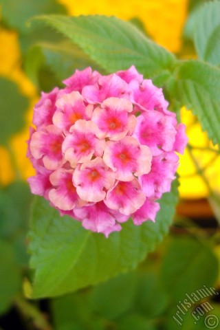 A mobile wallpaper and MMS picture for Apple iPhone 7s, 6s, 5s, 4s, Plus, iPods, iPads, New iPads, Samsung Galaxy S Series and Notes, Sony Ericsson Xperia, LG Mobile Phones, Tablets and Devices: Lantana camara -bush lantana- flower.
