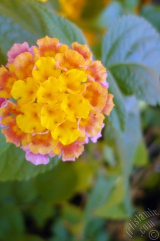 A mobile wallpaper and MMS picture for Apple iPhone 7s, 6s, 5s, 4s, Plus, iPods, iPads, New iPads, Samsung Galaxy S Series and Notes, Sony Ericsson Xperia, LG Mobile Phones, Tablets and Devices: Lantana camara -bush lantana- flower.
