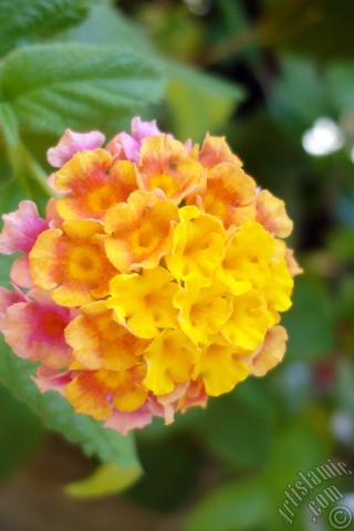 A mobile wallpaper and MMS picture for Apple iPhone 7s, 6s, 5s, 4s, Plus, iPods, iPads, New iPads, Samsung Galaxy S Series and Notes, Sony Ericsson Xperia, LG Mobile Phones, Tablets and Devices: Lantana camara -bush lantana- flower.
