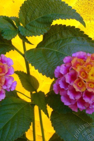 A mobile wallpaper and MMS picture for Apple iPhone 7s, 6s, 5s, 4s, Plus, iPods, iPads, New iPads, Samsung Galaxy S Series and Notes, Sony Ericsson Xperia, LG Mobile Phones, Tablets and Devices: Lantana camara -bush lantana- flower.
