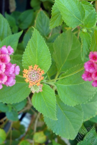 A mobile wallpaper and MMS picture for Apple iPhone 7s, 6s, 5s, 4s, Plus, iPods, iPads, New iPads, Samsung Galaxy S Series and Notes, Sony Ericsson Xperia, LG Mobile Phones, Tablets and Devices: Lantana camara -bush lantana- flower.
