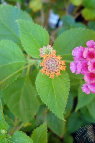 A mobile wallpaper and MMS picture for Apple iPhone 7s, 6s, 5s, 4s, Plus, iPods, iPads, New iPads, Samsung Galaxy S Series and Notes, Sony Ericsson Xperia, LG Mobile Phones, Tablets and Devices: Lantana camara -bush lantana- flower.
