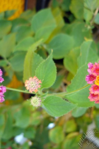 A mobile wallpaper and MMS picture for Apple iPhone 7s, 6s, 5s, 4s, Plus, iPods, iPads, New iPads, Samsung Galaxy S Series and Notes, Sony Ericsson Xperia, LG Mobile Phones, Tablets and Devices: Lantana camara -bush lantana- flower.
