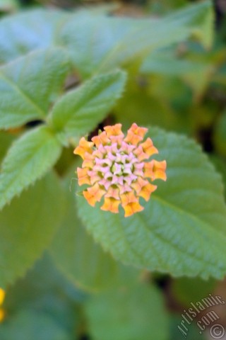 A mobile wallpaper and MMS picture for Apple iPhone 7s, 6s, 5s, 4s, Plus, iPods, iPads, New iPads, Samsung Galaxy S Series and Notes, Sony Ericsson Xperia, LG Mobile Phones, Tablets and Devices: Lantana camara -bush lantana- flower.
