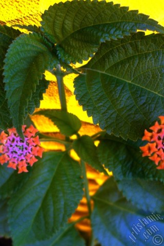 A mobile wallpaper and MMS picture for Apple iPhone 7s, 6s, 5s, 4s, Plus, iPods, iPads, New iPads, Samsung Galaxy S Series and Notes, Sony Ericsson Xperia, LG Mobile Phones, Tablets and Devices: Lantana camara -bush lantana- flower.
