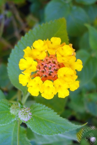 A mobile wallpaper and MMS picture for Apple iPhone 7s, 6s, 5s, 4s, Plus, iPods, iPads, New iPads, Samsung Galaxy S Series and Notes, Sony Ericsson Xperia, LG Mobile Phones, Tablets and Devices: Lantana camara -bush lantana- flower.
