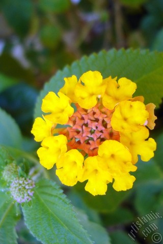 A mobile wallpaper and MMS picture for Apple iPhone 7s, 6s, 5s, 4s, Plus, iPods, iPads, New iPads, Samsung Galaxy S Series and Notes, Sony Ericsson Xperia, LG Mobile Phones, Tablets and Devices: Lantana camara -bush lantana- flower.
