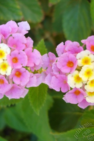 A mobile wallpaper and MMS picture for Apple iPhone 7s, 6s, 5s, 4s, Plus, iPods, iPads, New iPads, Samsung Galaxy S Series and Notes, Sony Ericsson Xperia, LG Mobile Phones, Tablets and Devices: Lantana camara -bush lantana- flower.
