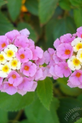 A mobile wallpaper and MMS picture for Apple iPhone 7s, 6s, 5s, 4s, Plus, iPods, iPads, New iPads, Samsung Galaxy S Series and Notes, Sony Ericsson Xperia, LG Mobile Phones, Tablets and Devices: Lantana camara -bush lantana- flower.
