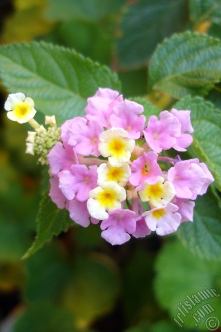 A mobile wallpaper and MMS picture for Apple iPhone 7s, 6s, 5s, 4s, Plus, iPods, iPads, New iPads, Samsung Galaxy S Series and Notes, Sony Ericsson Xperia, LG Mobile Phones, Tablets and Devices: Lantana camara -bush lantana- flower.

