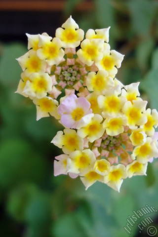 A mobile wallpaper and MMS picture for Apple iPhone 7s, 6s, 5s, 4s, Plus, iPods, iPads, New iPads, Samsung Galaxy S Series and Notes, Sony Ericsson Xperia, LG Mobile Phones, Tablets and Devices: Lantana camara -bush lantana- flower.

