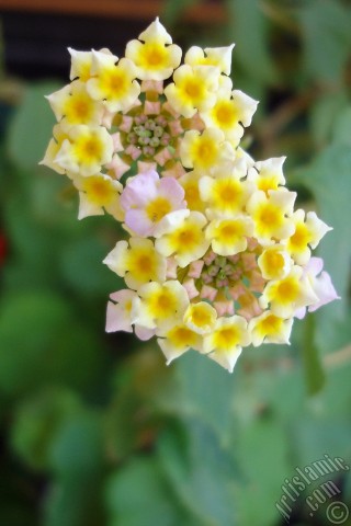 A mobile wallpaper and MMS picture for Apple iPhone 7s, 6s, 5s, 4s, Plus, iPods, iPads, New iPads, Samsung Galaxy S Series and Notes, Sony Ericsson Xperia, LG Mobile Phones, Tablets and Devices: Lantana camara -bush lantana- flower.
