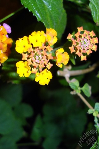 A mobile wallpaper and MMS picture for Apple iPhone 7s, 6s, 5s, 4s, Plus, iPods, iPads, New iPads, Samsung Galaxy S Series and Notes, Sony Ericsson Xperia, LG Mobile Phones, Tablets and Devices: Lantana camara -bush lantana- flower.
