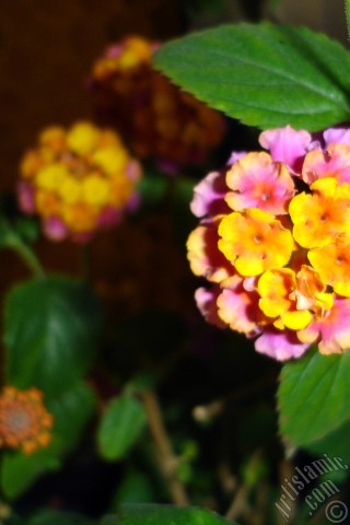 A mobile wallpaper and MMS picture for Apple iPhone 7s, 6s, 5s, 4s, Plus, iPods, iPads, New iPads, Samsung Galaxy S Series and Notes, Sony Ericsson Xperia, LG Mobile Phones, Tablets and Devices: Lantana camara -bush lantana- flower.
