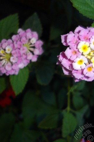 A mobile wallpaper and MMS picture for Apple iPhone 7s, 6s, 5s, 4s, Plus, iPods, iPads, New iPads, Samsung Galaxy S Series and Notes, Sony Ericsson Xperia, LG Mobile Phones, Tablets and Devices: Lantana camara -bush lantana- flower.
