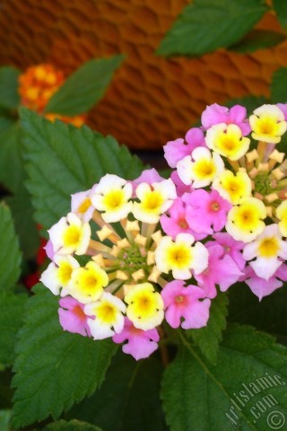 A mobile wallpaper and MMS picture for Apple iPhone 7s, 6s, 5s, 4s, Plus, iPods, iPads, New iPads, Samsung Galaxy S Series and Notes, Sony Ericsson Xperia, LG Mobile Phones, Tablets and Devices: Lantana camara -bush lantana- flower.
