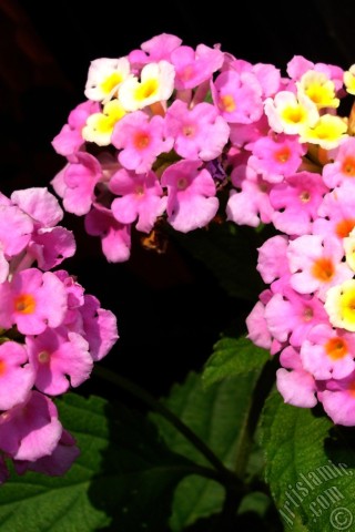 A mobile wallpaper and MMS picture for Apple iPhone 7s, 6s, 5s, 4s, Plus, iPods, iPads, New iPads, Samsung Galaxy S Series and Notes, Sony Ericsson Xperia, LG Mobile Phones, Tablets and Devices: Lantana camara -bush lantana- flower.
