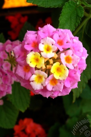 A mobile wallpaper and MMS picture for Apple iPhone 7s, 6s, 5s, 4s, Plus, iPods, iPads, New iPads, Samsung Galaxy S Series and Notes, Sony Ericsson Xperia, LG Mobile Phones, Tablets and Devices: Lantana camara -bush lantana- flower.
