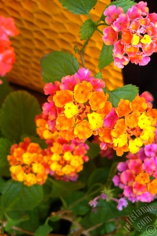 A mobile wallpaper and MMS picture for Apple iPhone 7s, 6s, 5s, 4s, Plus, iPods, iPads, New iPads, Samsung Galaxy S Series and Notes, Sony Ericsson Xperia, LG Mobile Phones, Tablets and Devices: Lantana camara -bush lantana- flower.
