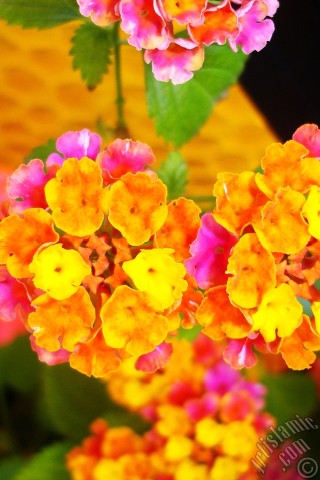 A mobile wallpaper and MMS picture for Apple iPhone 7s, 6s, 5s, 4s, Plus, iPods, iPads, New iPads, Samsung Galaxy S Series and Notes, Sony Ericsson Xperia, LG Mobile Phones, Tablets and Devices: Lantana camara -bush lantana- flower.
