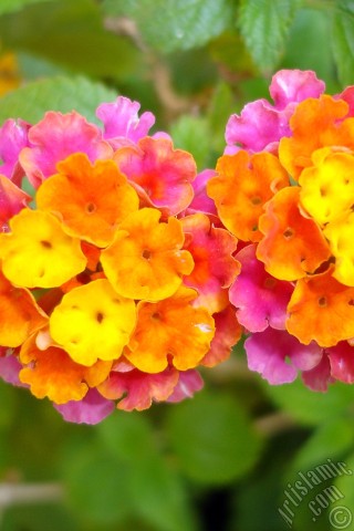 A mobile wallpaper and MMS picture for Apple iPhone 7s, 6s, 5s, 4s, Plus, iPods, iPads, New iPads, Samsung Galaxy S Series and Notes, Sony Ericsson Xperia, LG Mobile Phones, Tablets and Devices: Lantana camara -bush lantana- flower.
