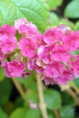 A mobile wallpaper and MMS picture for Apple iPhone 7s, 6s, 5s, 4s, Plus, iPods, iPads, New iPads, Samsung Galaxy S Series and Notes, Sony Ericsson Xperia, LG Mobile Phones, Tablets and Devices: Lantana camara -bush lantana- flower.
