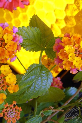 A mobile wallpaper and MMS picture for Apple iPhone 7s, 6s, 5s, 4s, Plus, iPods, iPads, New iPads, Samsung Galaxy S Series and Notes, Sony Ericsson Xperia, LG Mobile Phones, Tablets and Devices: Lantana camara -bush lantana- flower.
