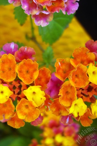 A mobile wallpaper and MMS picture for Apple iPhone 7s, 6s, 5s, 4s, Plus, iPods, iPads, New iPads, Samsung Galaxy S Series and Notes, Sony Ericsson Xperia, LG Mobile Phones, Tablets and Devices: Lantana camara -bush lantana- flower.
