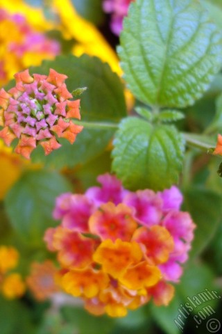 A mobile wallpaper and MMS picture for Apple iPhone 7s, 6s, 5s, 4s, Plus, iPods, iPads, New iPads, Samsung Galaxy S Series and Notes, Sony Ericsson Xperia, LG Mobile Phones, Tablets and Devices: Lantana camara -bush lantana- flower.
