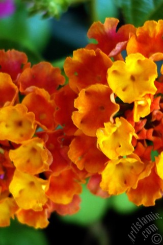 A mobile wallpaper and MMS picture for Apple iPhone 7s, 6s, 5s, 4s, Plus, iPods, iPads, New iPads, Samsung Galaxy S Series and Notes, Sony Ericsson Xperia, LG Mobile Phones, Tablets and Devices: Lantana camara -bush lantana- flower.
