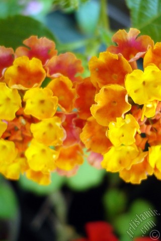 A mobile wallpaper and MMS picture for Apple iPhone 7s, 6s, 5s, 4s, Plus, iPods, iPads, New iPads, Samsung Galaxy S Series and Notes, Sony Ericsson Xperia, LG Mobile Phones, Tablets and Devices: Lantana camara -bush lantana- flower.
