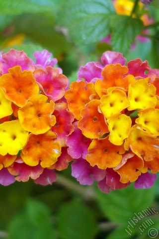 A mobile wallpaper and MMS picture for Apple iPhone 7s, 6s, 5s, 4s, Plus, iPods, iPads, New iPads, Samsung Galaxy S Series and Notes, Sony Ericsson Xperia, LG Mobile Phones, Tablets and Devices: Lantana camara -bush lantana- flower.
