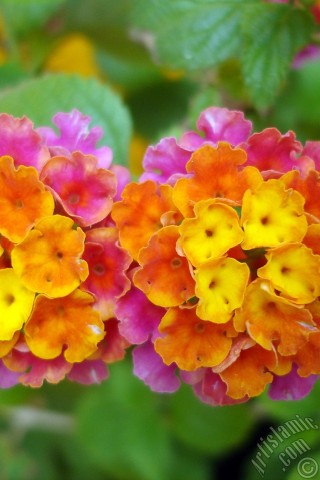 A mobile wallpaper and MMS picture for Apple iPhone 7s, 6s, 5s, 4s, Plus, iPods, iPads, New iPads, Samsung Galaxy S Series and Notes, Sony Ericsson Xperia, LG Mobile Phones, Tablets and Devices: Lantana camara -bush lantana- flower.
