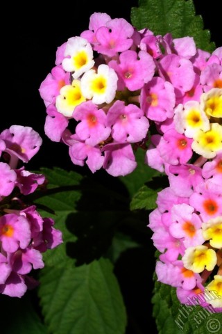 A mobile wallpaper and MMS picture for Apple iPhone 7s, 6s, 5s, 4s, Plus, iPods, iPads, New iPads, Samsung Galaxy S Series and Notes, Sony Ericsson Xperia, LG Mobile Phones, Tablets and Devices: Lantana camara -bush lantana- flower.
