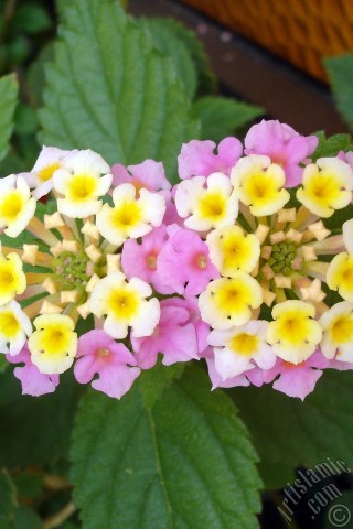 A mobile wallpaper and MMS picture for Apple iPhone 7s, 6s, 5s, 4s, Plus, iPods, iPads, New iPads, Samsung Galaxy S Series and Notes, Sony Ericsson Xperia, LG Mobile Phones, Tablets and Devices: Lantana camara -bush lantana- flower.

