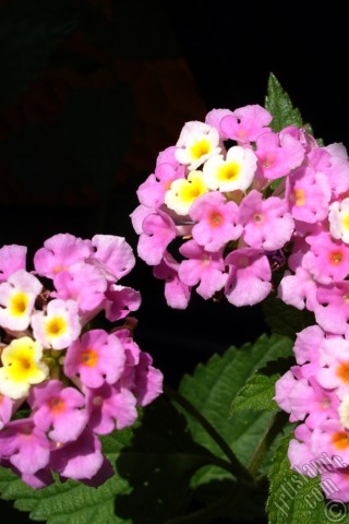 A mobile wallpaper and MMS picture for Apple iPhone 7s, 6s, 5s, 4s, Plus, iPods, iPads, New iPads, Samsung Galaxy S Series and Notes, Sony Ericsson Xperia, LG Mobile Phones, Tablets and Devices: Lantana camara -bush lantana- flower.
