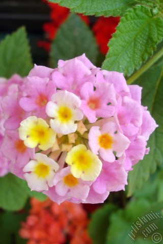 A mobile wallpaper and MMS picture for Apple iPhone 7s, 6s, 5s, 4s, Plus, iPods, iPads, New iPads, Samsung Galaxy S Series and Notes, Sony Ericsson Xperia, LG Mobile Phones, Tablets and Devices: Lantana camara -bush lantana- flower.
