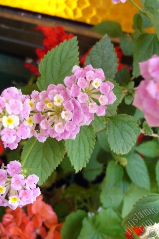 A mobile wallpaper and MMS picture for Apple iPhone 7s, 6s, 5s, 4s, Plus, iPods, iPads, New iPads, Samsung Galaxy S Series and Notes, Sony Ericsson Xperia, LG Mobile Phones, Tablets and Devices: Lantana camara -bush lantana- flower.
