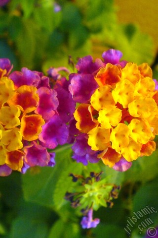 A mobile wallpaper and MMS picture for Apple iPhone 7s, 6s, 5s, 4s, Plus, iPods, iPads, New iPads, Samsung Galaxy S Series and Notes, Sony Ericsson Xperia, LG Mobile Phones, Tablets and Devices: Lantana camara -bush lantana- flower.
