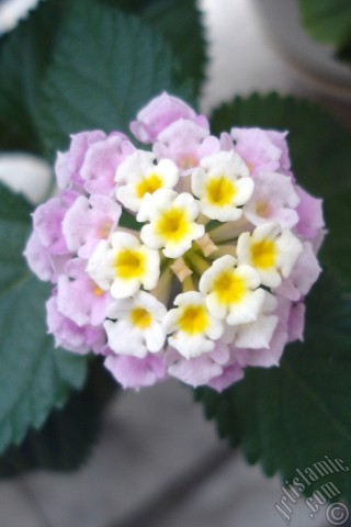 A mobile wallpaper and MMS picture for Apple iPhone 7s, 6s, 5s, 4s, Plus, iPods, iPads, New iPads, Samsung Galaxy S Series and Notes, Sony Ericsson Xperia, LG Mobile Phones, Tablets and Devices: Lantana camara -bush lantana- flower.
