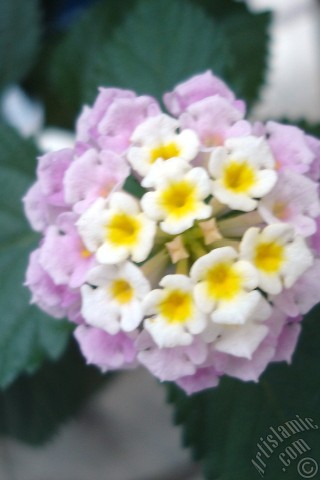 A mobile wallpaper and MMS picture for Apple iPhone 7s, 6s, 5s, 4s, Plus, iPods, iPads, New iPads, Samsung Galaxy S Series and Notes, Sony Ericsson Xperia, LG Mobile Phones, Tablets and Devices: Lantana camara -bush lantana- flower.
